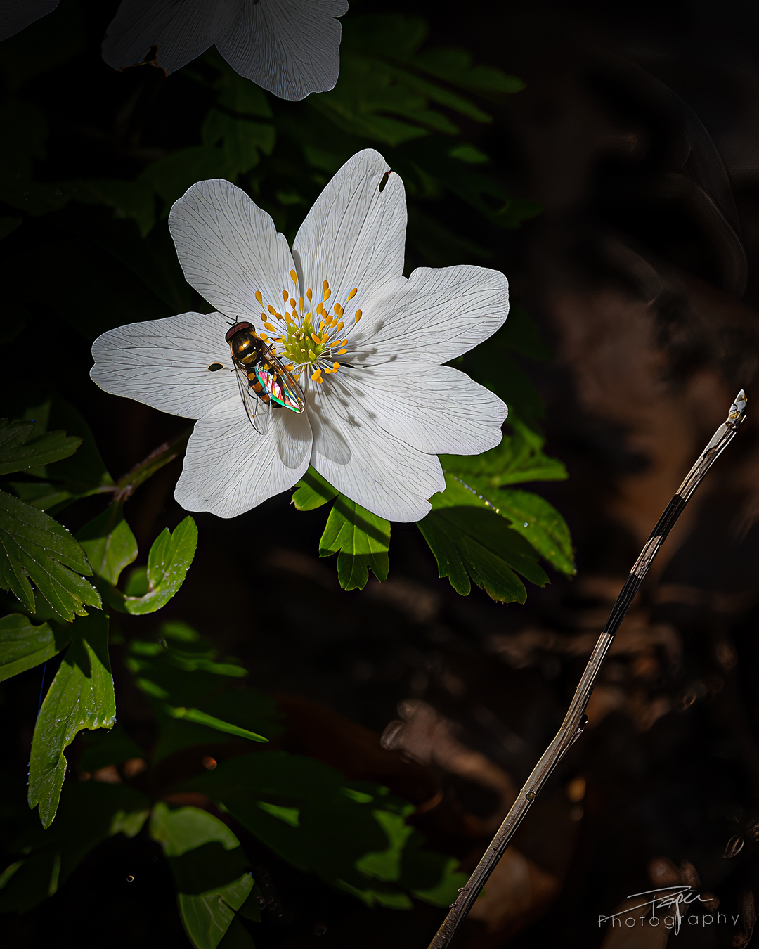 08.04.2025- Frühling