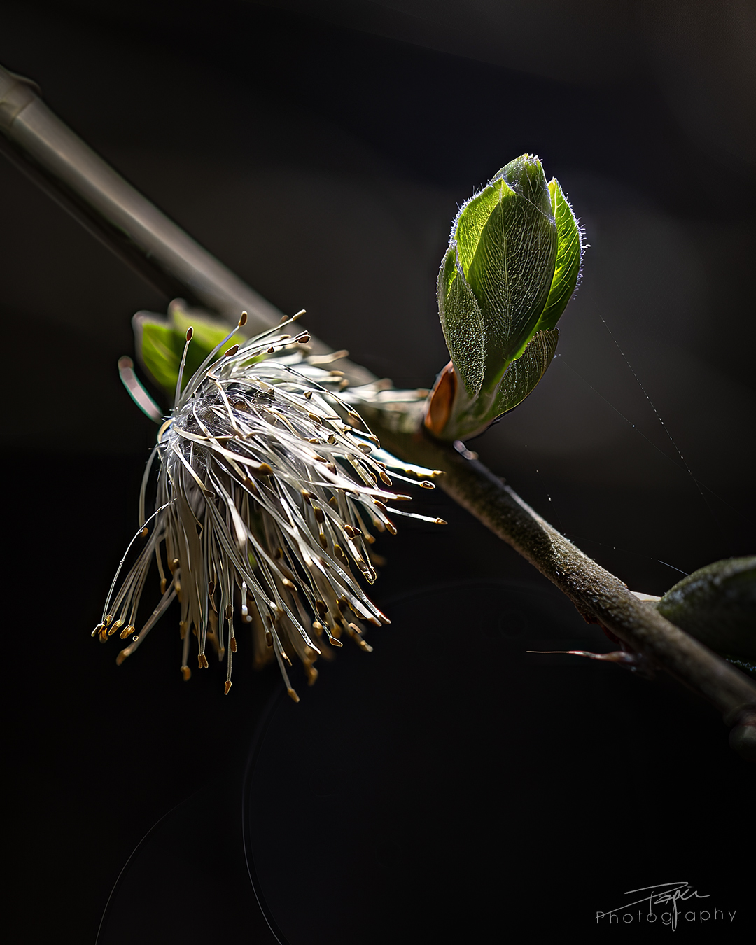 08.04.2025- Frühling