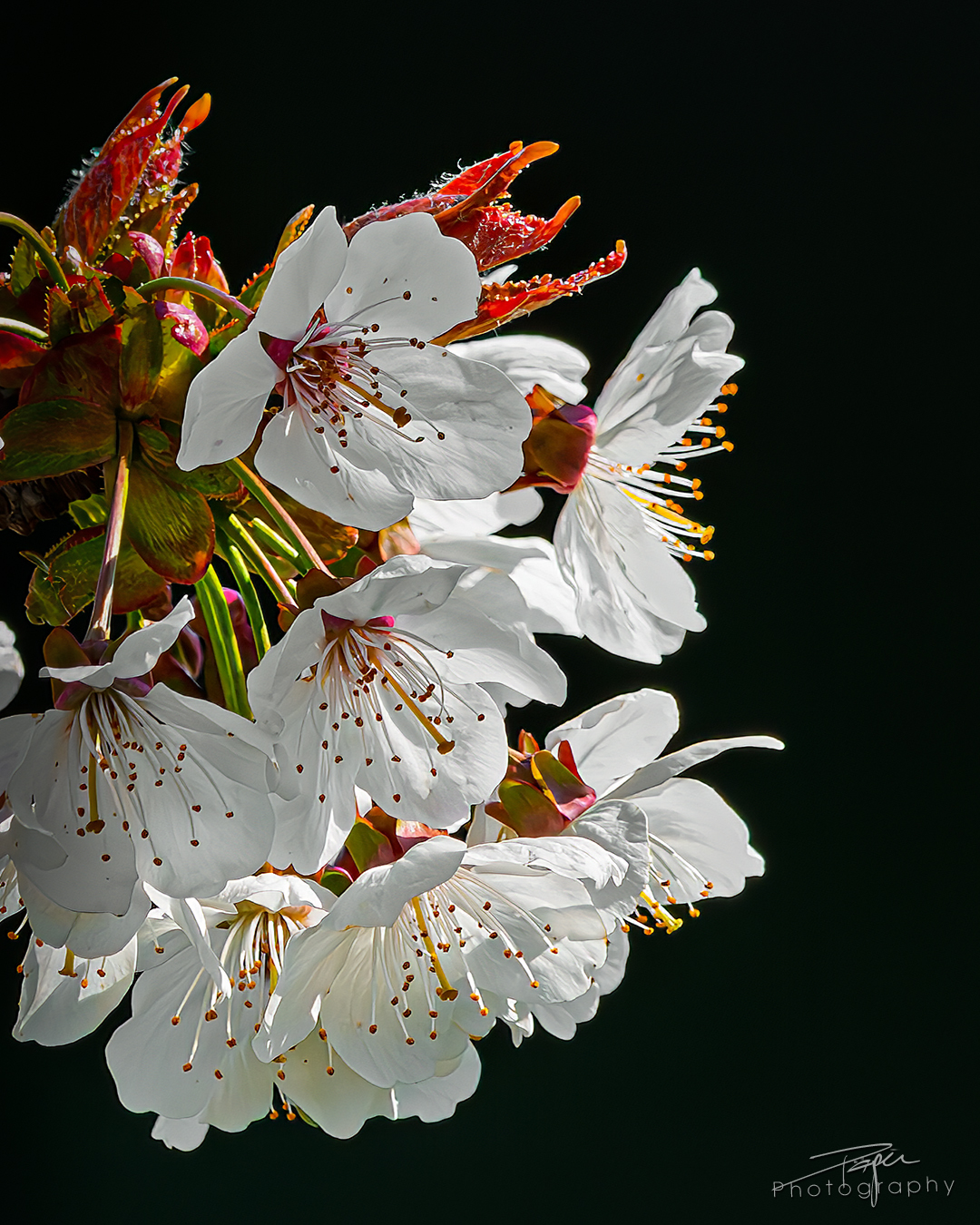 08.04.2025- Frühling