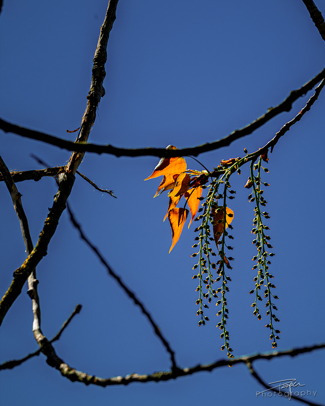 08.04.2025- Frühling