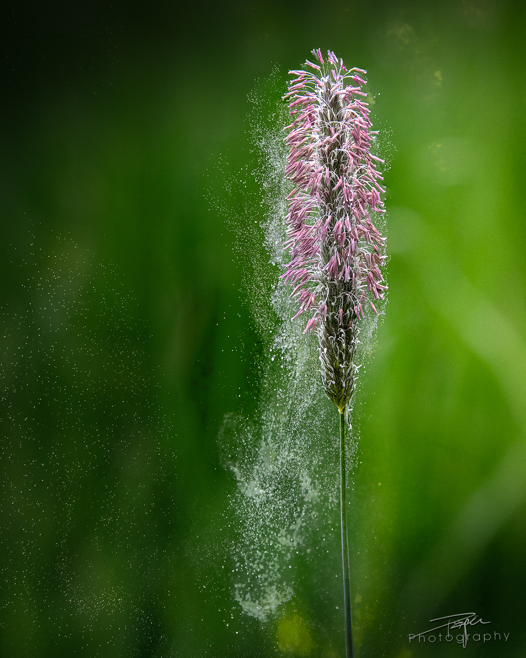 09.05.2025- Frühling