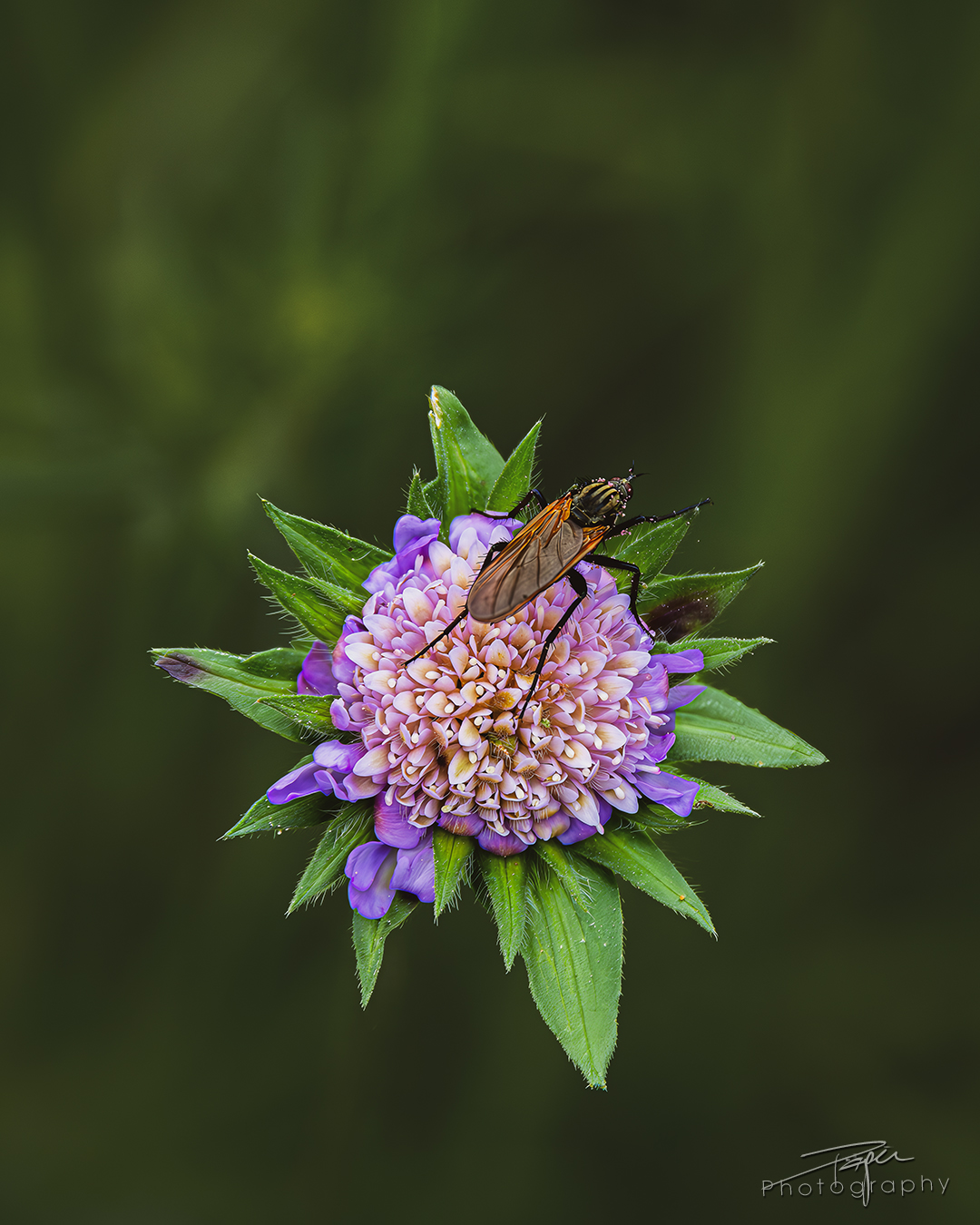 09.05.2025- Frühling