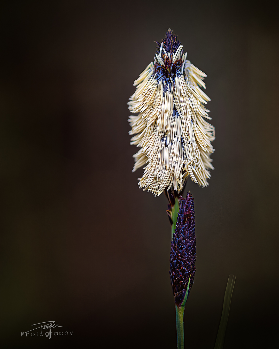 17.04.2025- Frühling