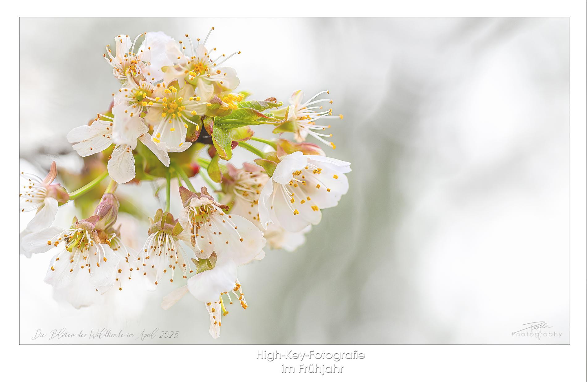 23.04.2025- Frühling