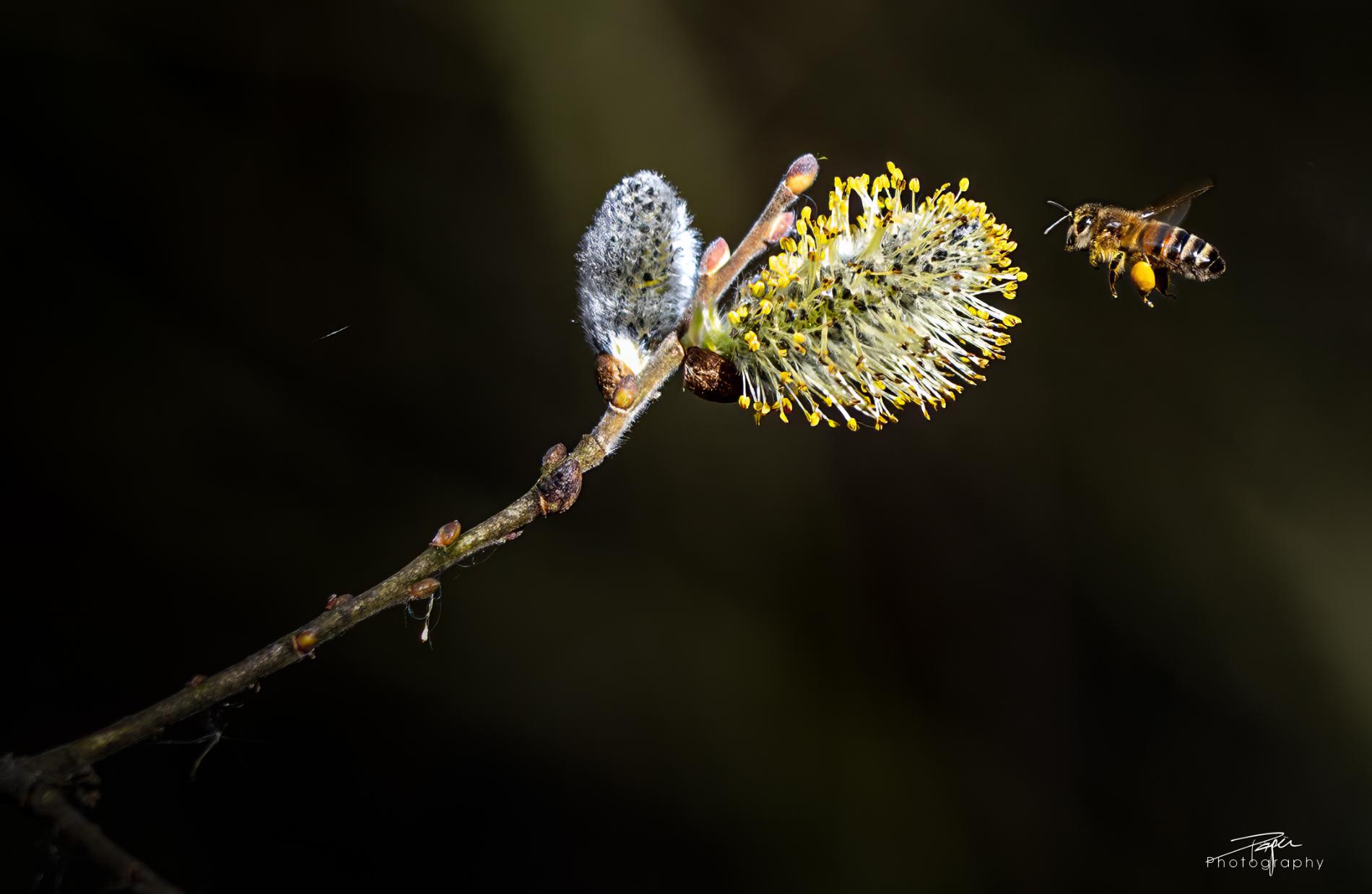 24.03.2025- Frühling
