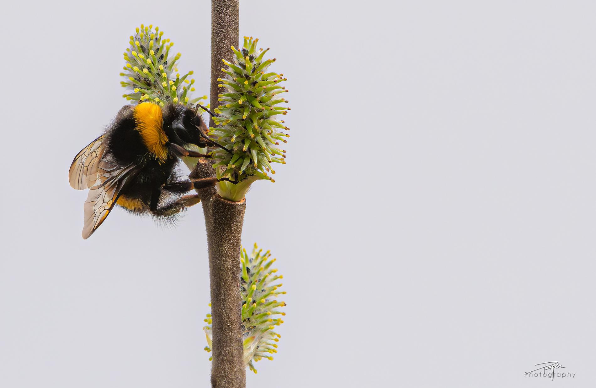 24.03.2025- Frühling