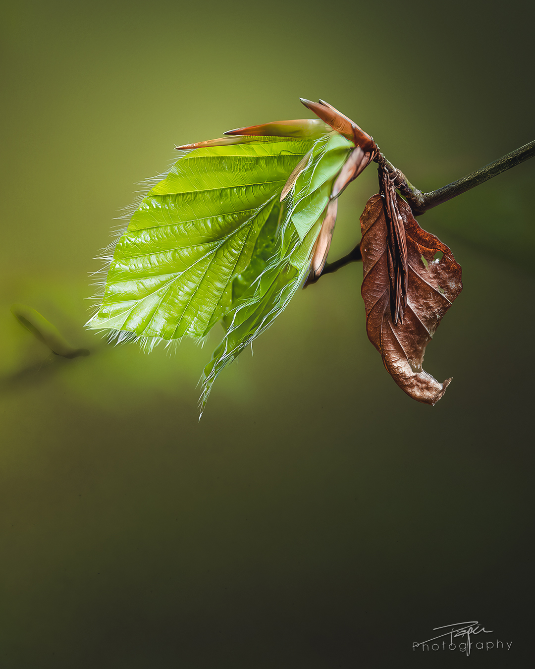 25.04.2025- Frühling