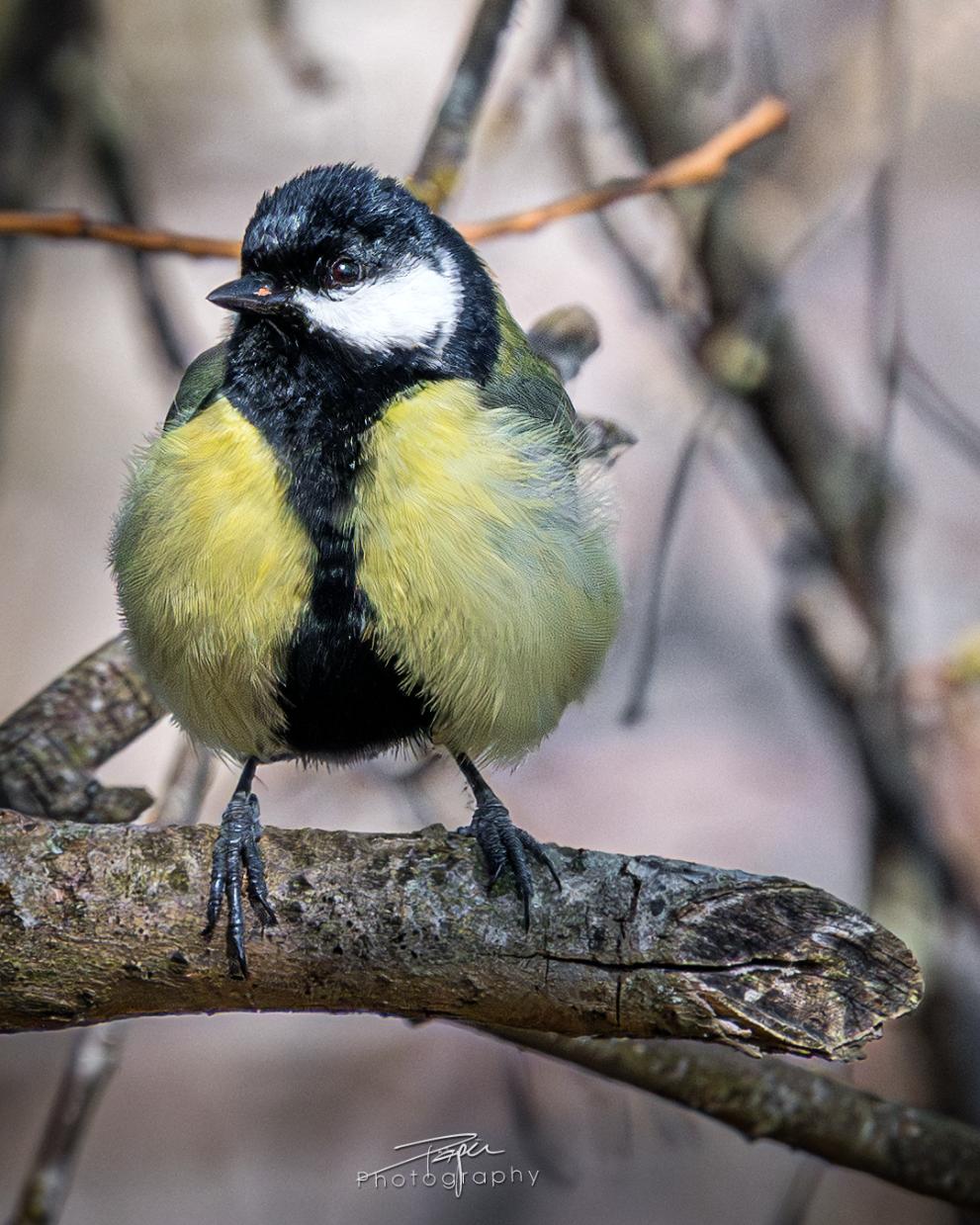 20.03.2026- Frühling