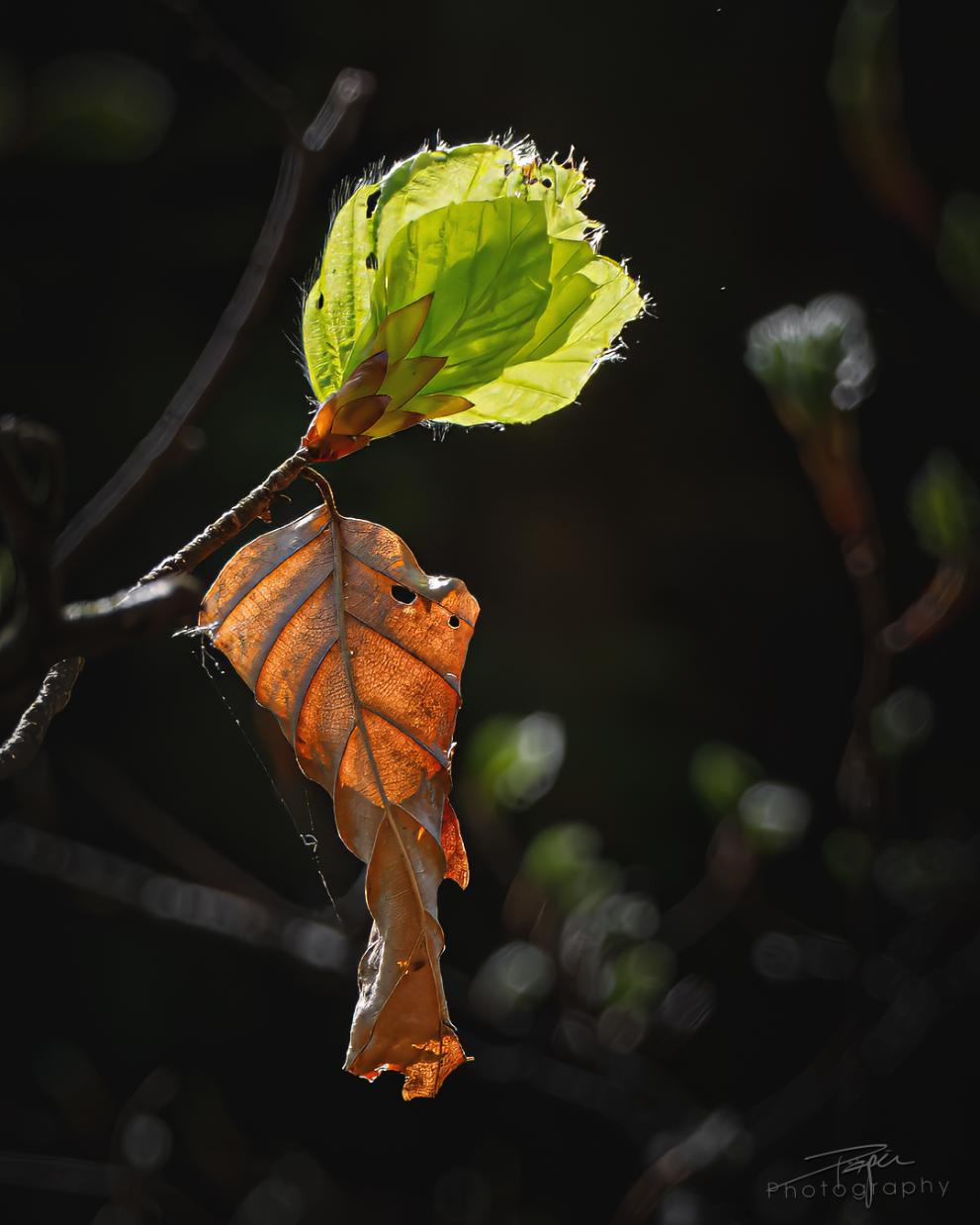 16.04.2026- Frühling