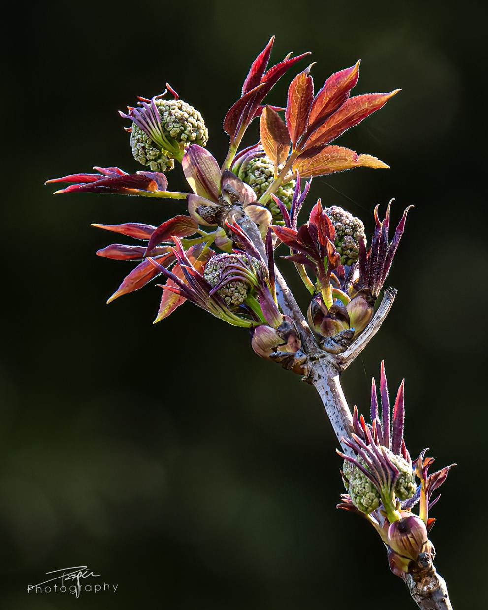 20.03.2026- Frühling
