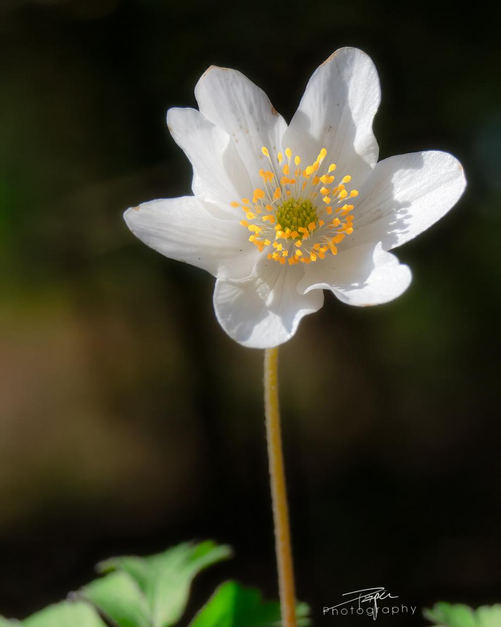 20.03.2026- Frühling