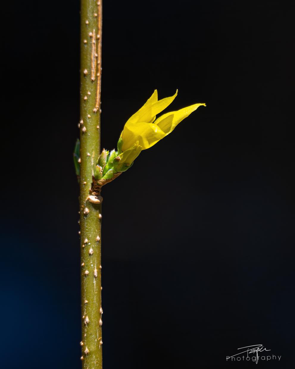 20.03.2026- Frühling