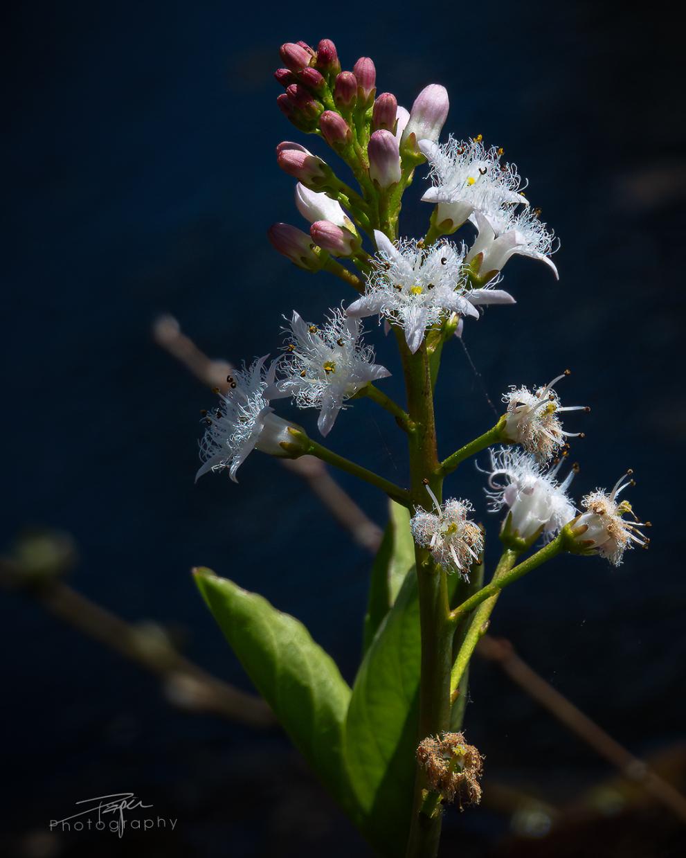 16.04.2026- Frühling