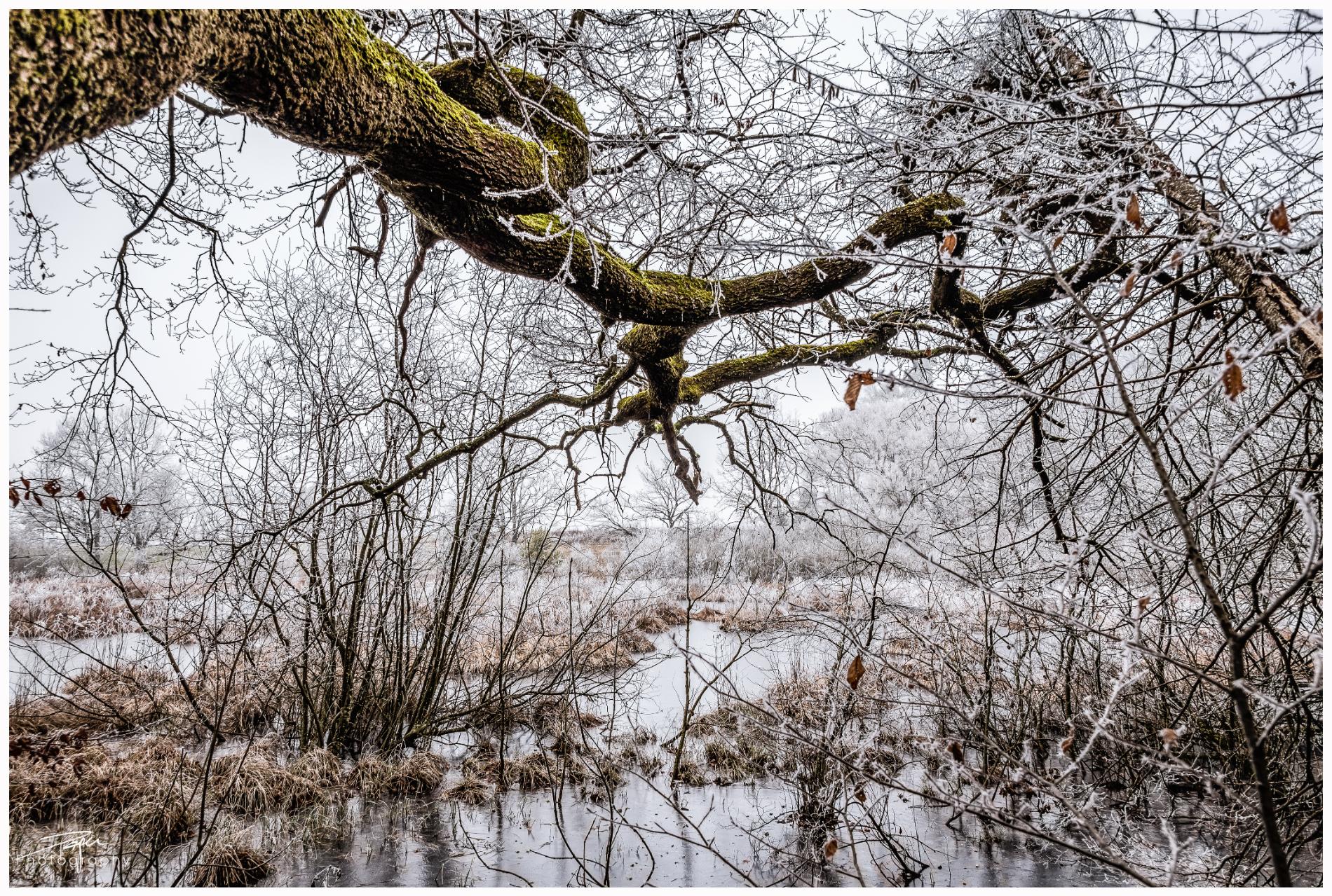 26.01.2022- Düdinger-Tiefmoos