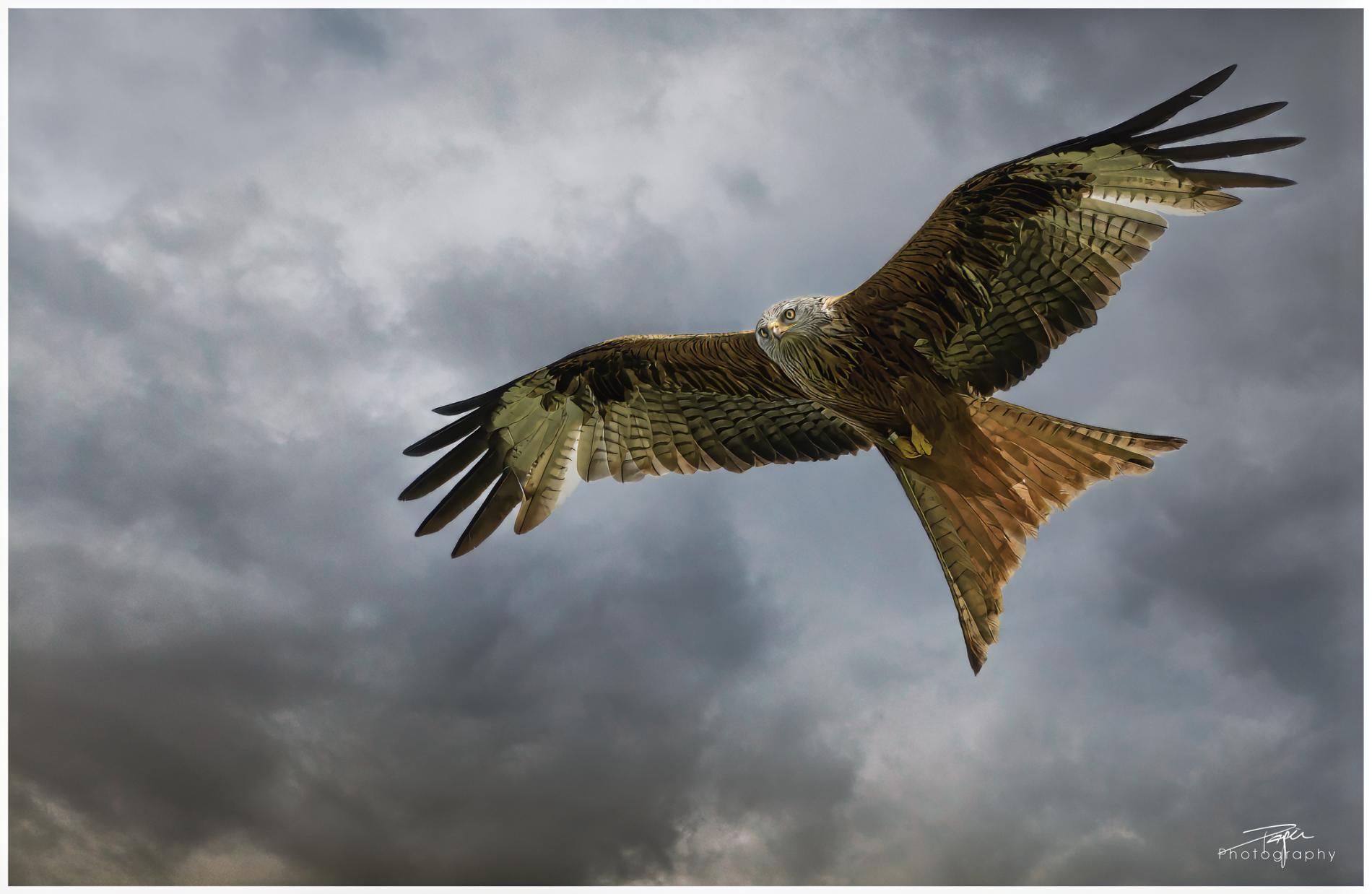 20.12.2023 - Rotmilan