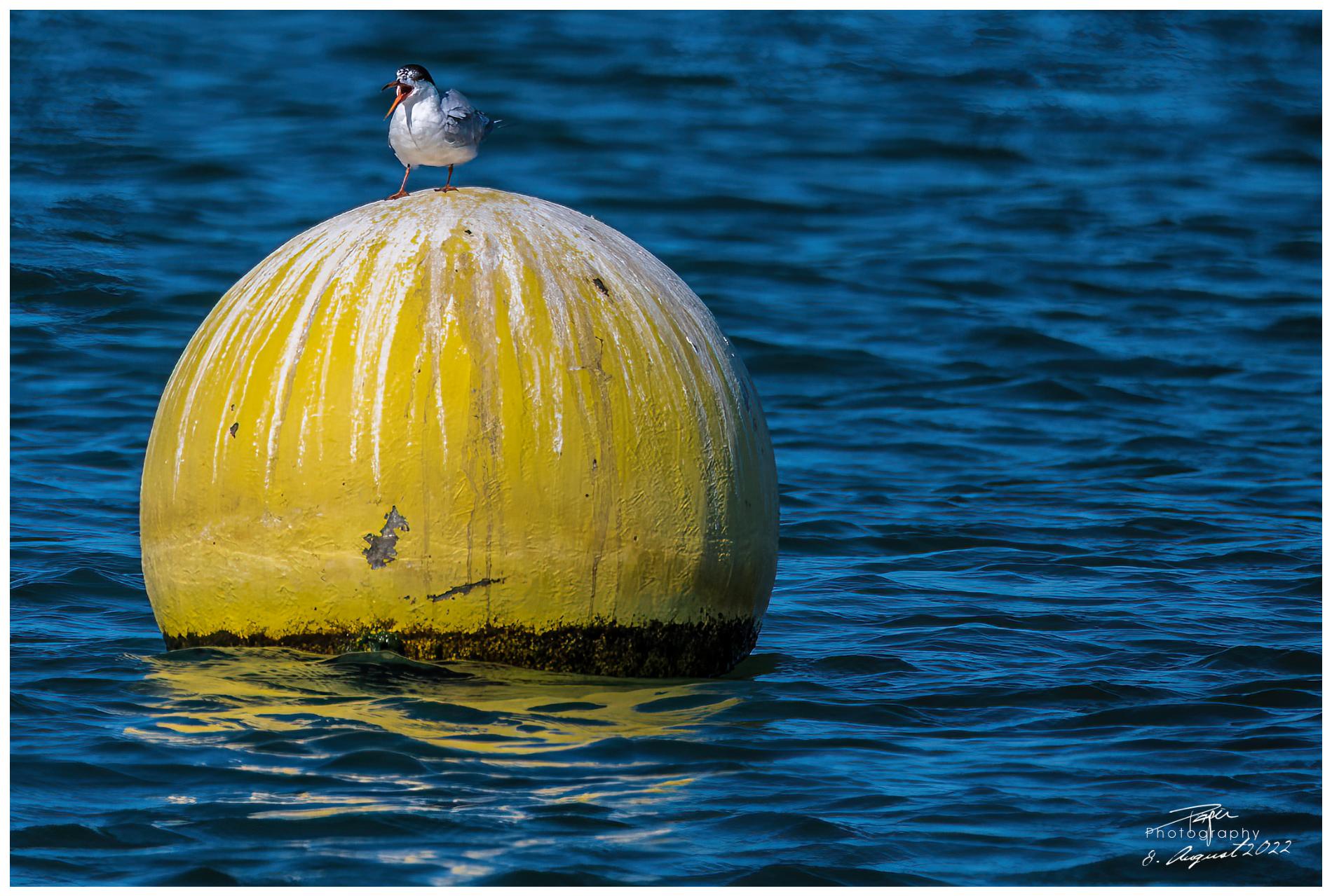 08.08.2022 - Seeschwalbe