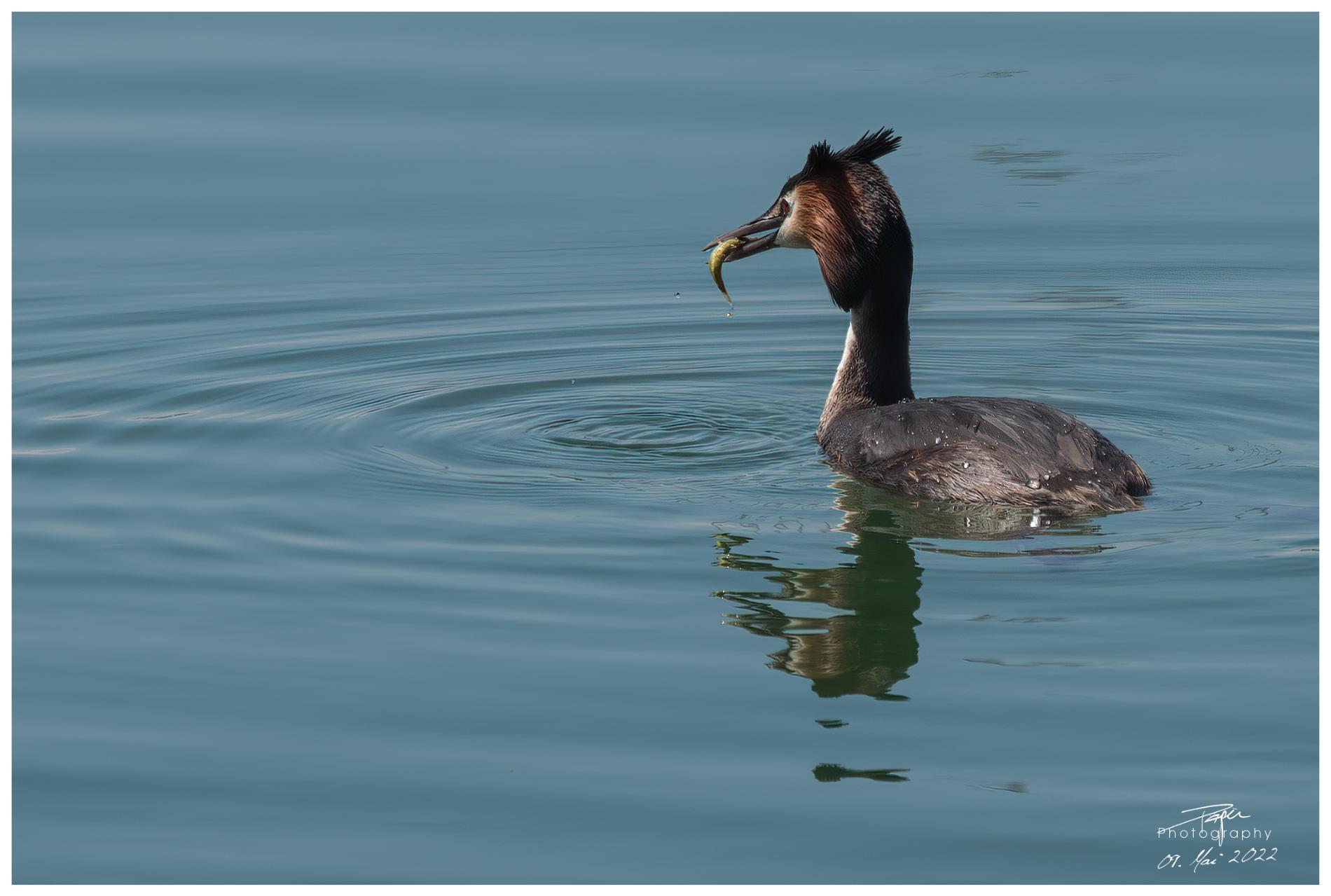 09.05.2022 - Haubentaucher
