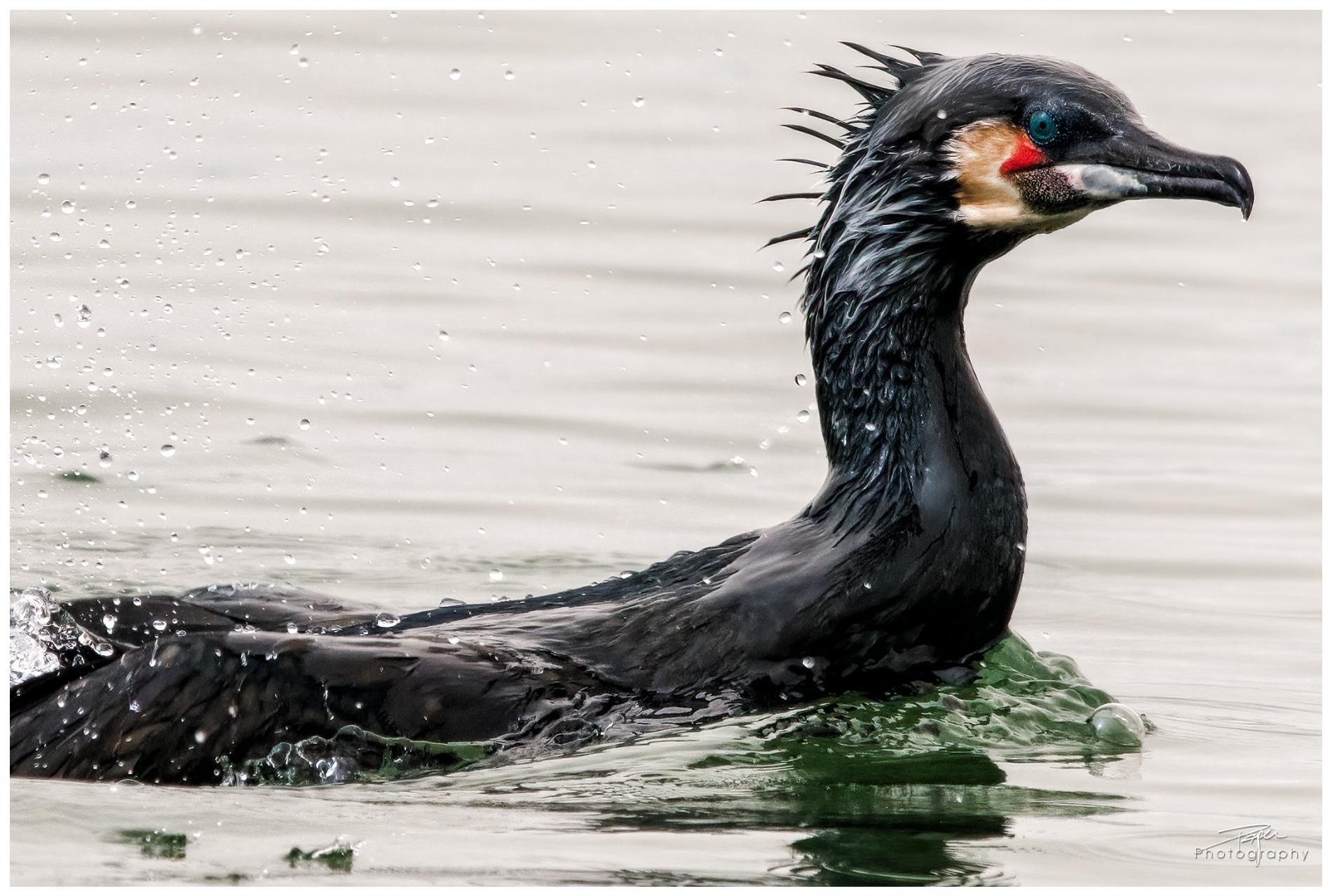 15.03.2022 - Kormoran