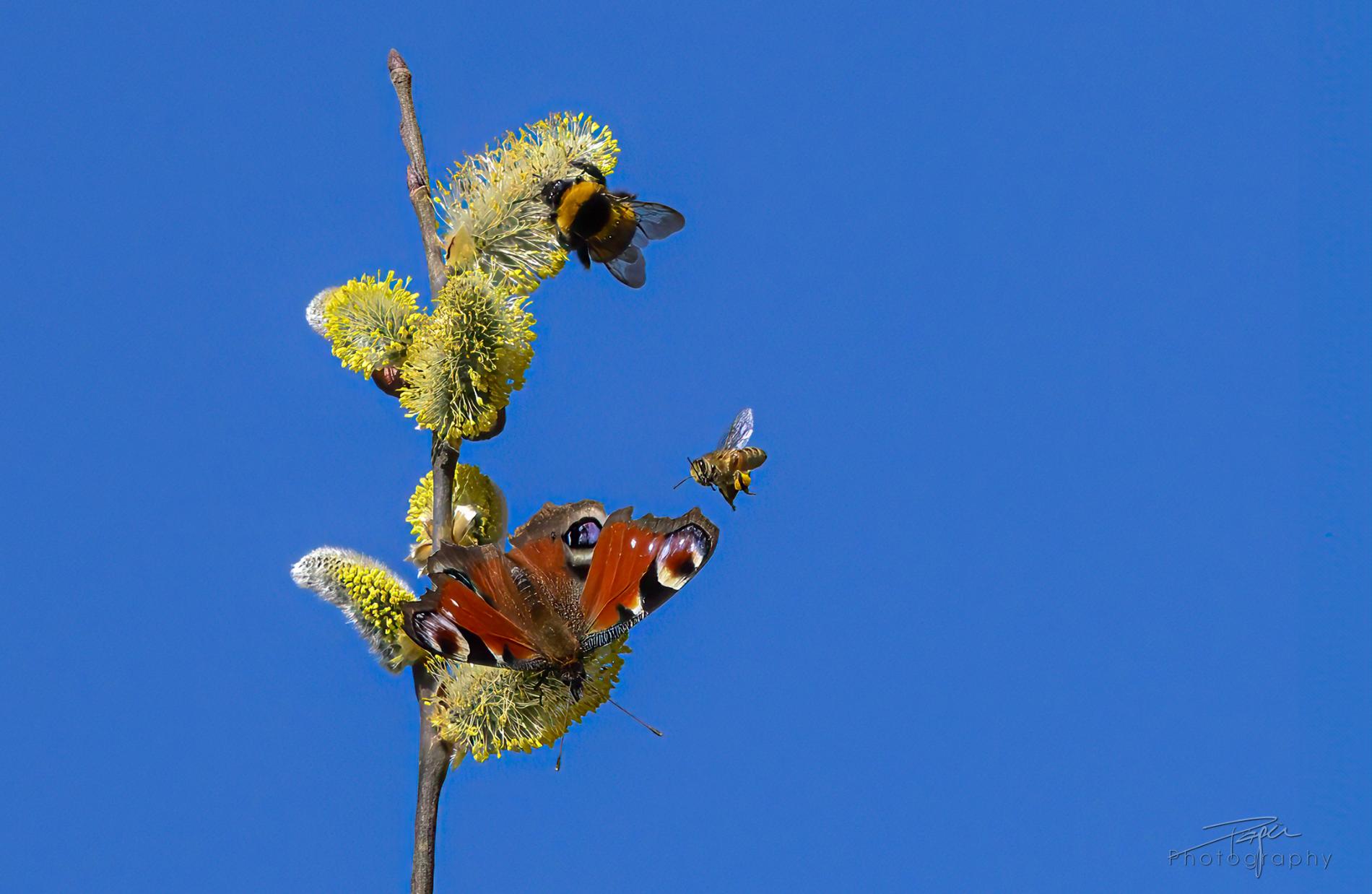 Unsere Insekten