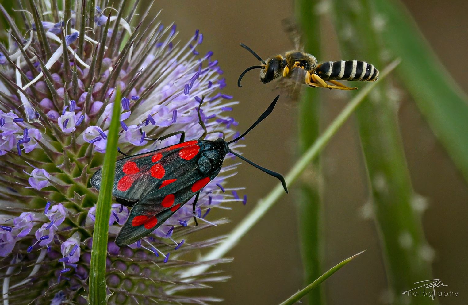 03.08.2026- Sommer