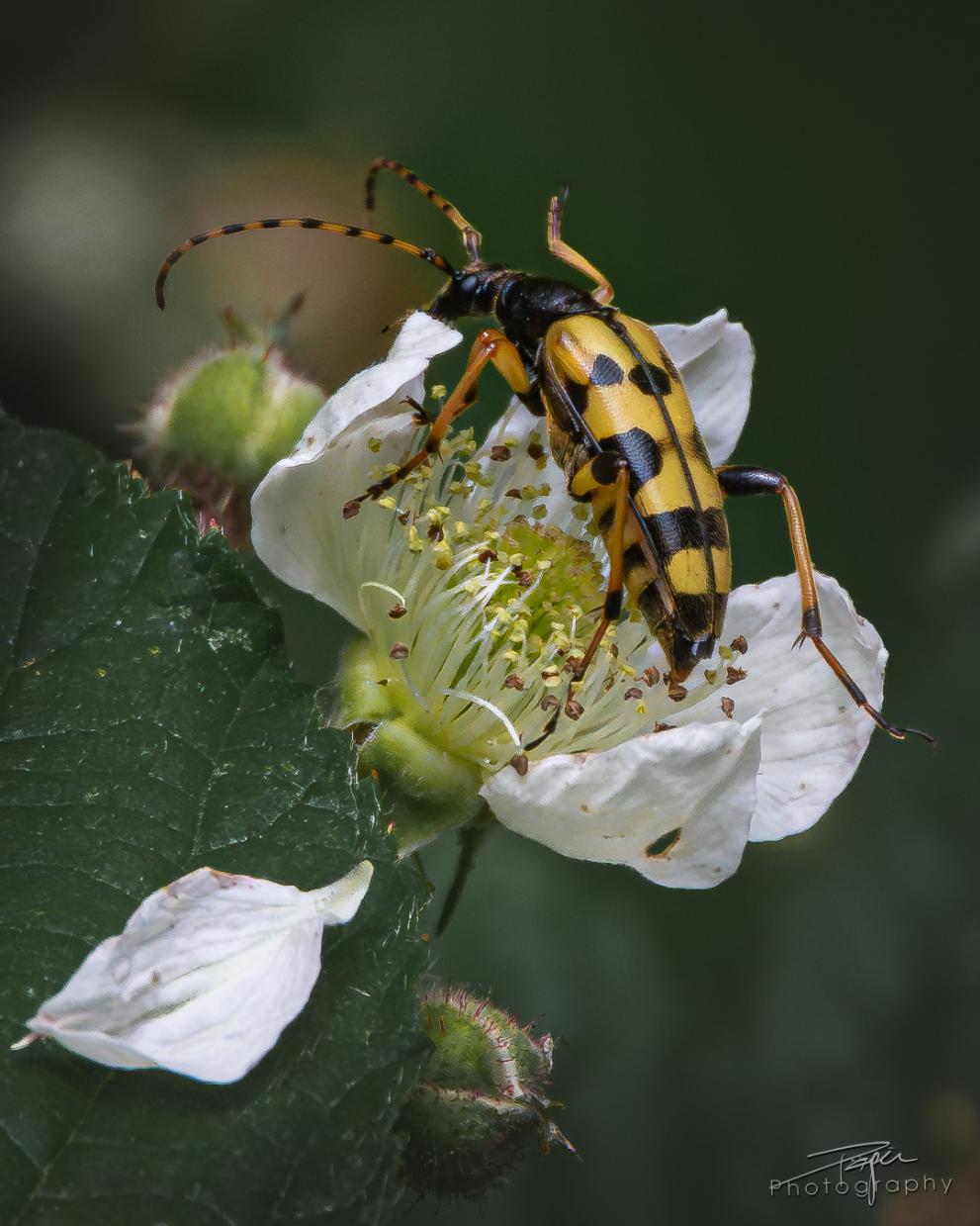 12.06.2026- Frühling