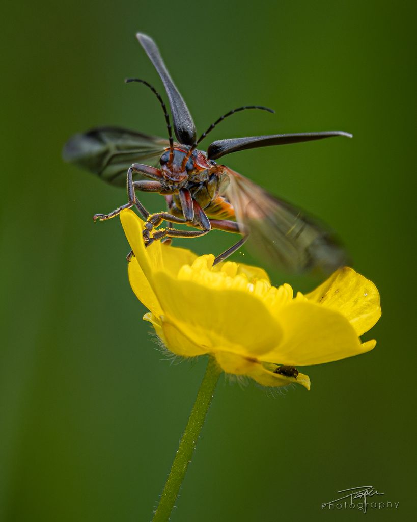 21.06.2026- Sommer