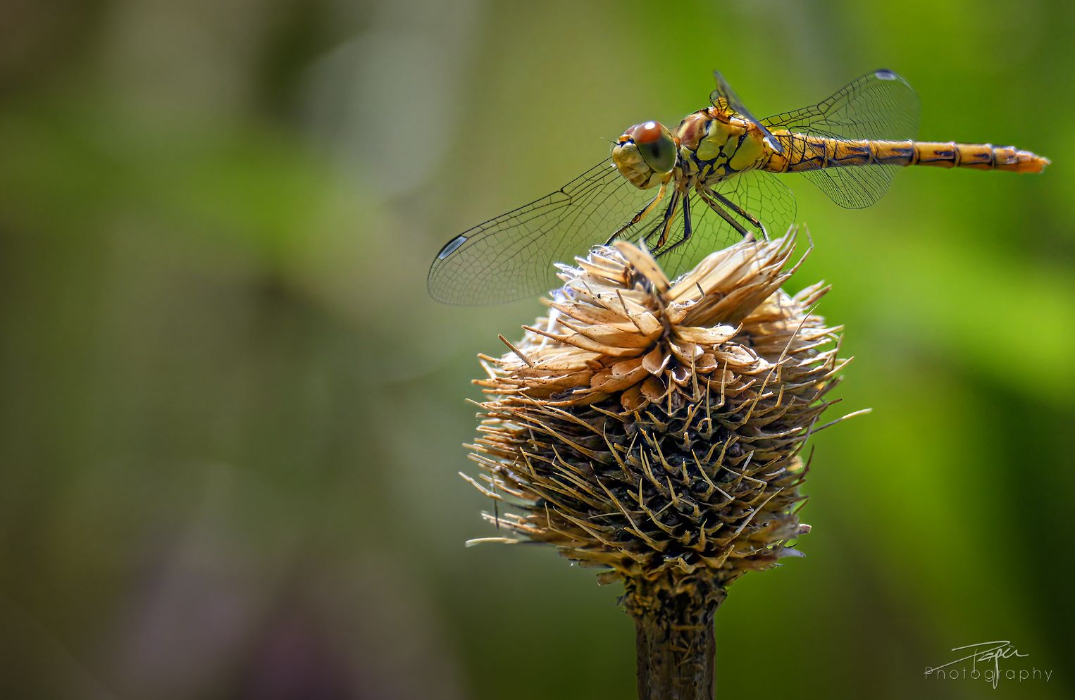05.08.2026- Sommer