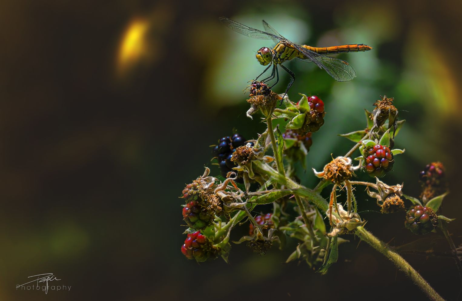 27.07.2026- Sommer