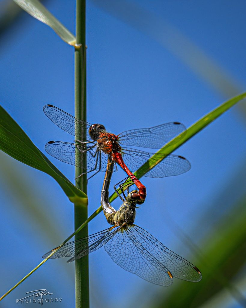 28.07.2026- Sommer