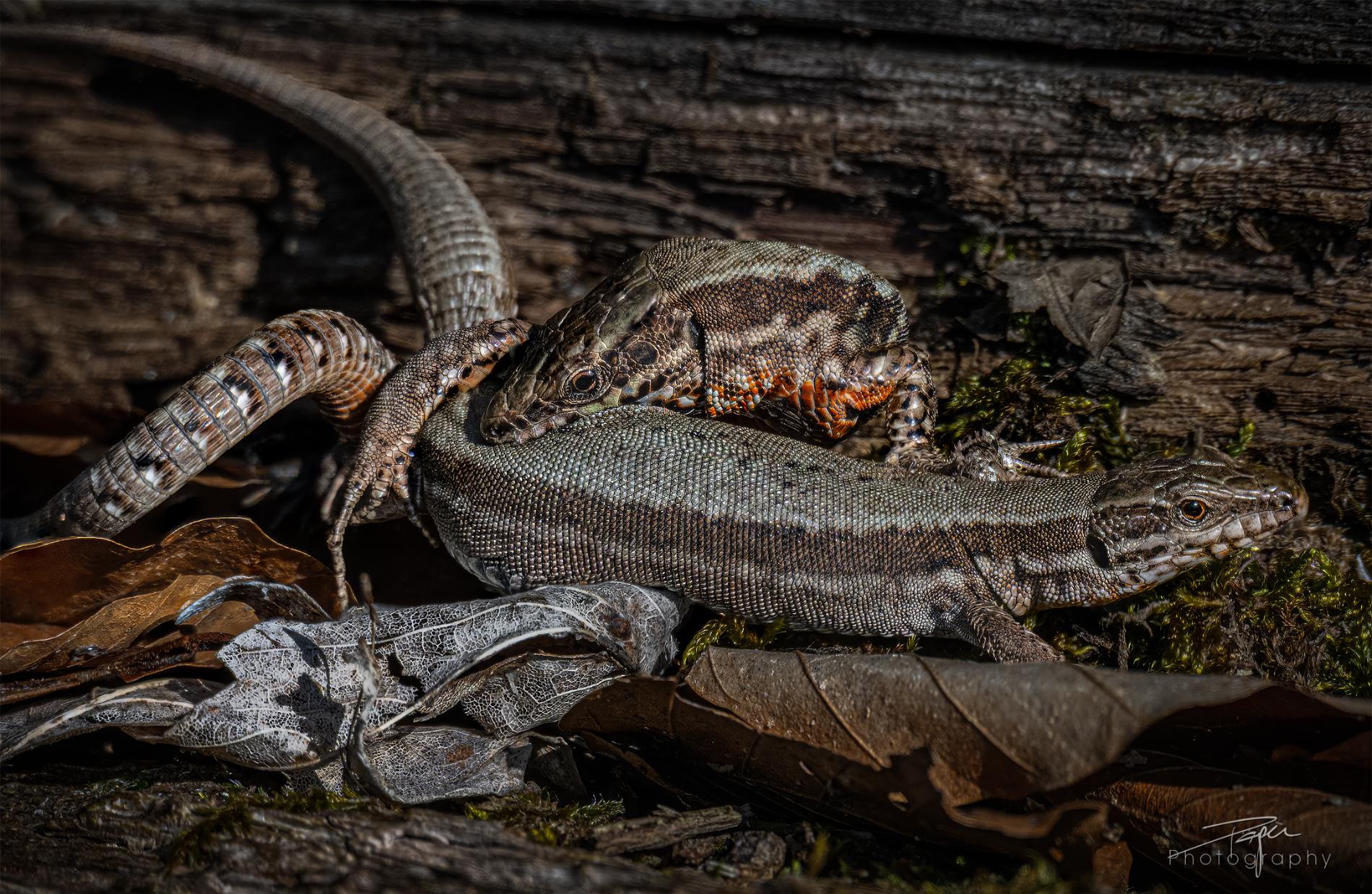 Reptilien