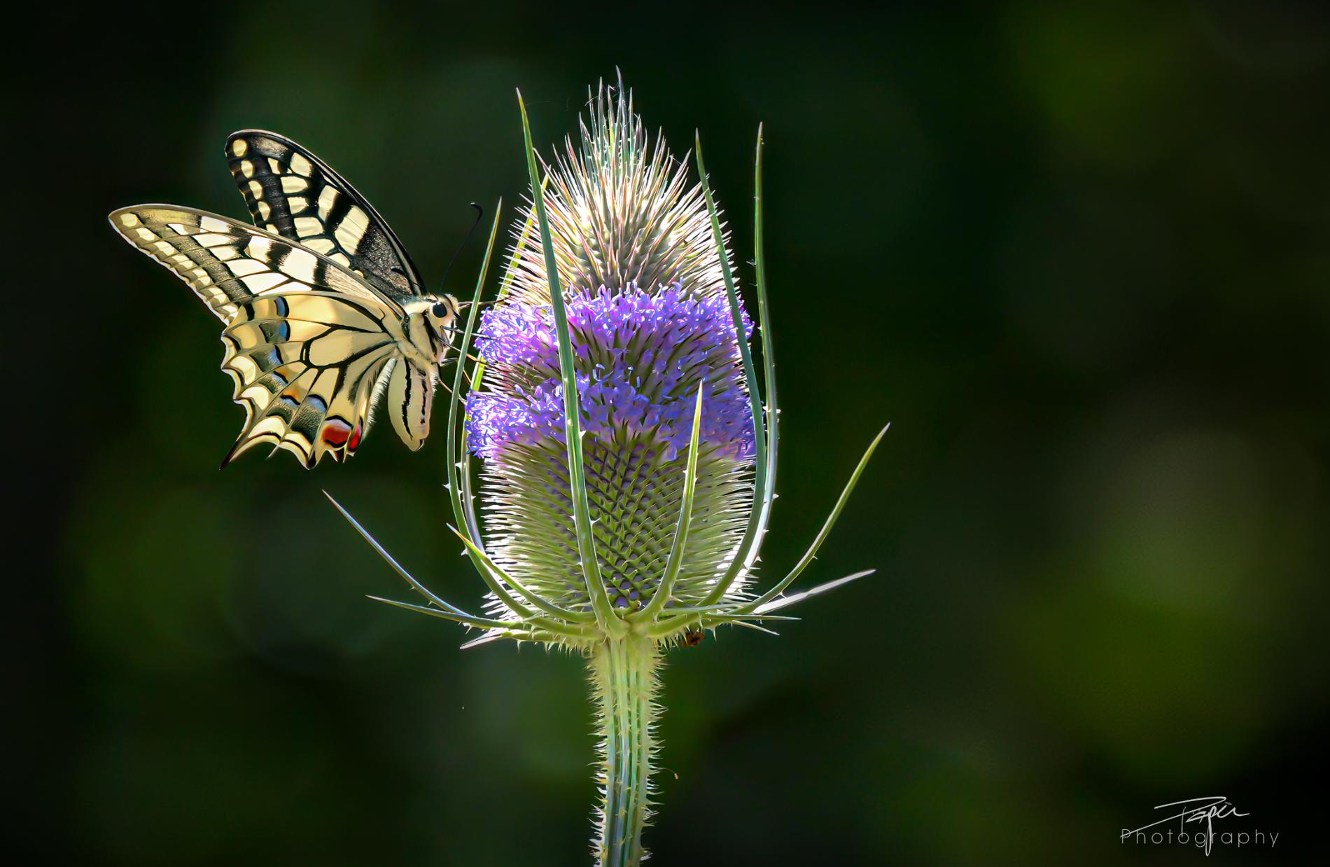06.07.2026- Sommer