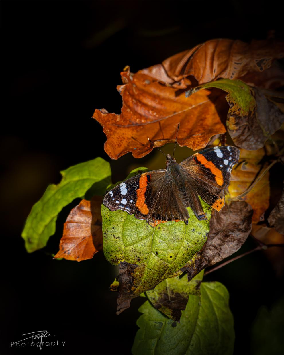 Schmetterlinge
