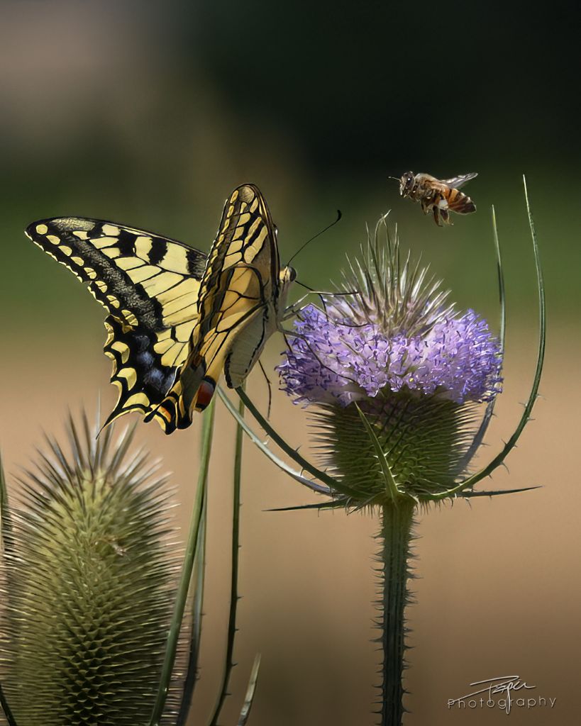 17.07.2026- Sommer