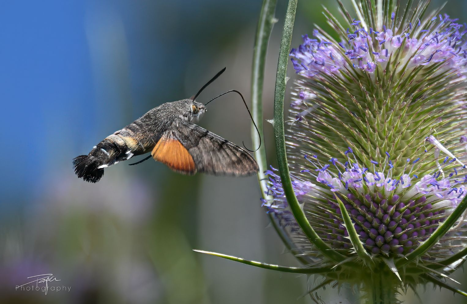 06.08.2026- Sommer