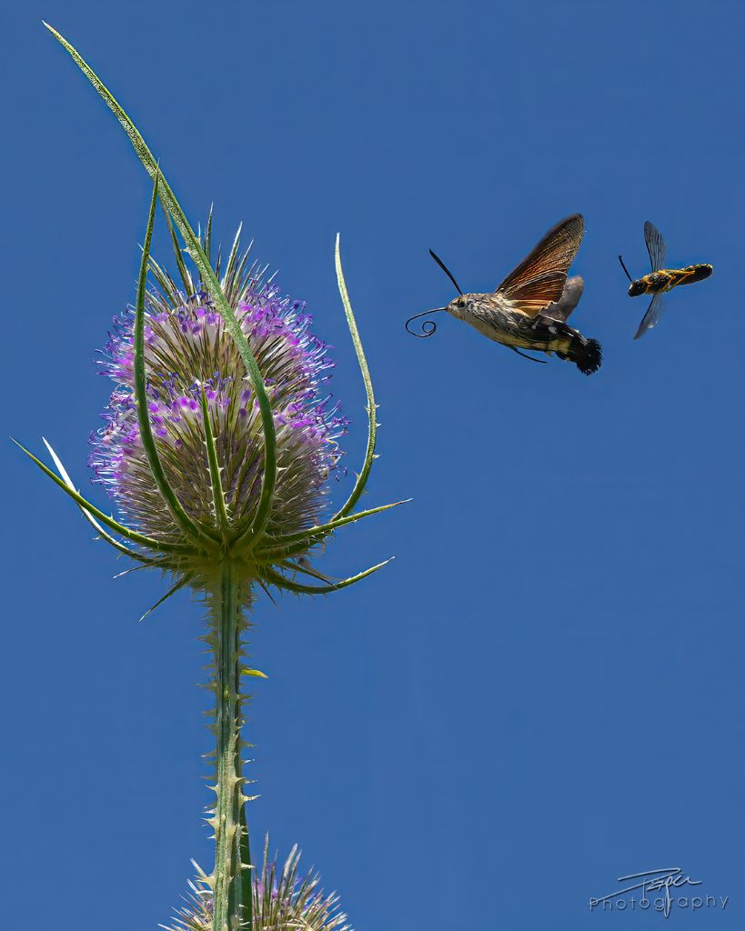 06.08.2026- Sommer