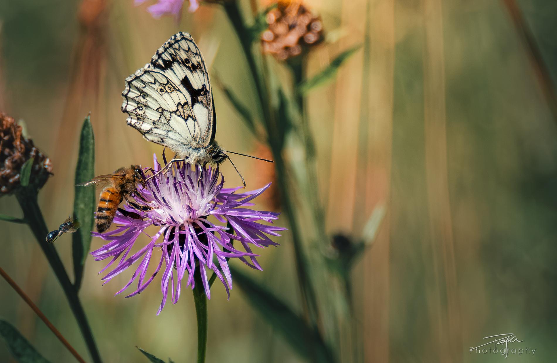 24.06.2026- Sommer