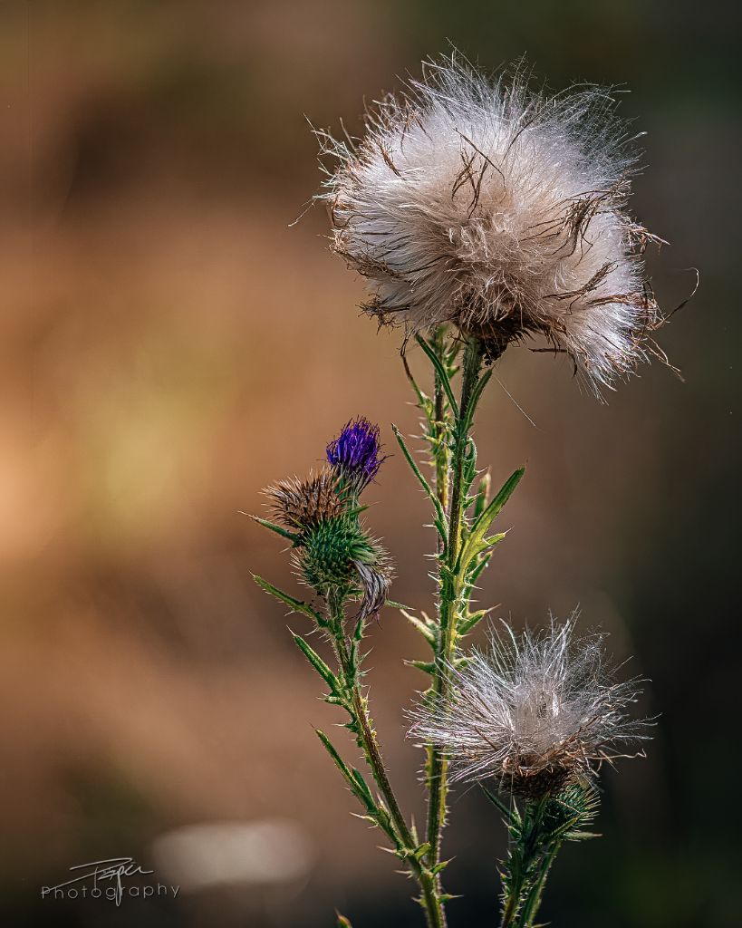 04.08.2026- Sommer